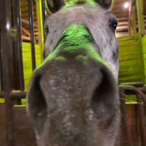 Meet your Posher, Sofia